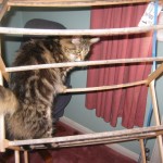 She has an absurdly fluffy tail. It's the tail of a longhair cat stuck on the body of a shorthair kitten.