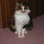 You have no idea how hard it is to get a cat to look at the camera.